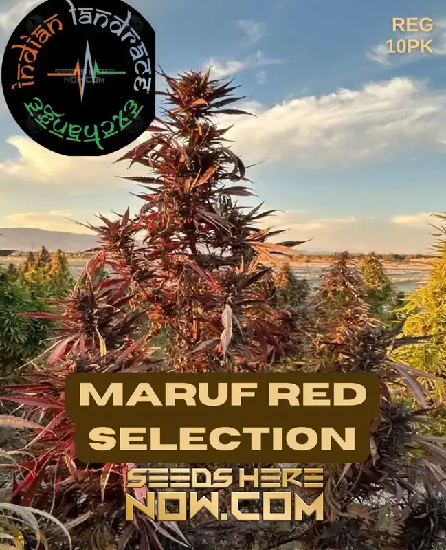 Maruf Red Selection Cannabis Seeds