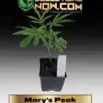 Mary's Peak Clones -  ACC