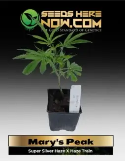 Mary's Peak Clones (space) Lush cannabis clone showcasing vibrant green leaves and robust structure, perfect for sativa enthusiasts