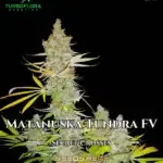 Matanuska Tundra FV (Feminized) - TurboFlora Genetics