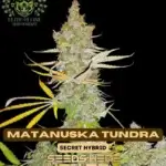 Matanuska Tundra S1 (Feminized) - Elite Clone Seed Company