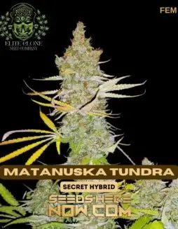 Close(space)up of Matanuska Tundra S1 feminized cannabis seeds with vibrant green buds and orange pistils