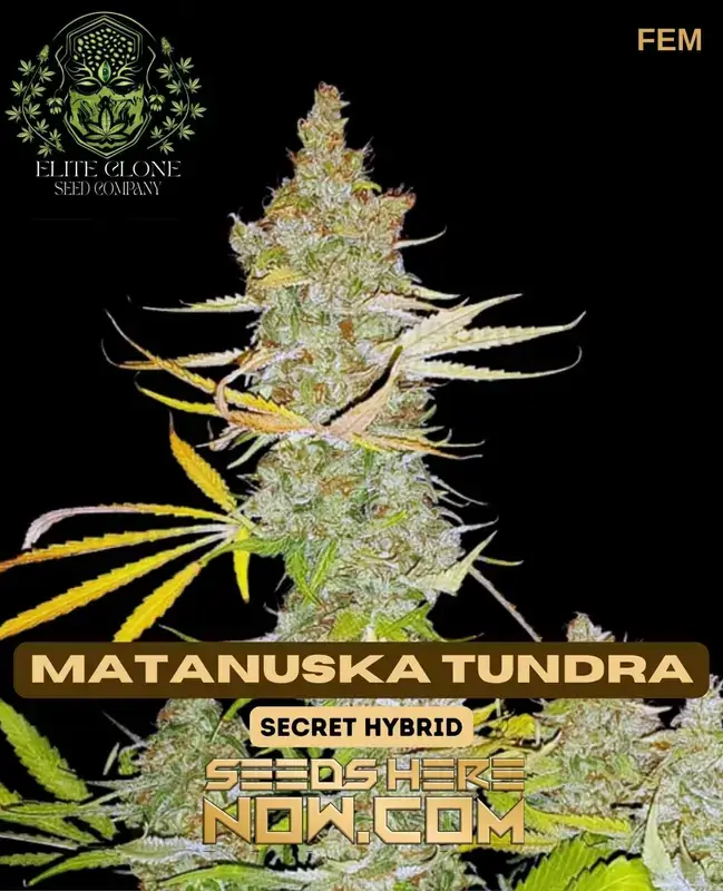 Close-up of Matanuska Tundra S1 feminized cannabis seeds with vibrant green buds and orange pistils