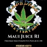 Maui Juice R1 (Feminized) - Eazy Daze Cultivators