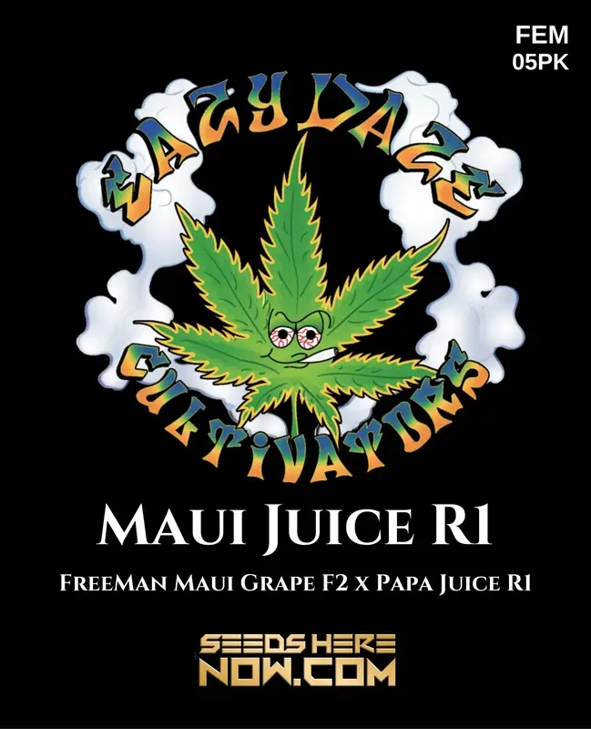 Maui Juice R1 cannabis seeds by Eazy Daze Cultivators, feminized for guaranteed female plants