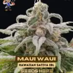 Maui Waui S1 (Feminized) - Dr. Blaze