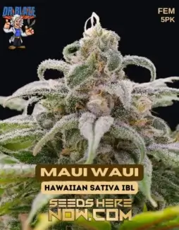 Pack of Maui Waui S1 feminized cannabis seeds by Dr. Blaze