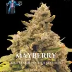 Mayberry (Feminized) - DJ Short Seeds/Blue Star Seeds