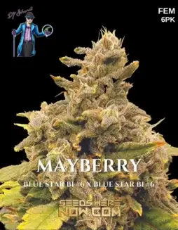 Mayberry Feminized Cannabis Seeds by DJ Short Seeds/Blue Star Seeds
