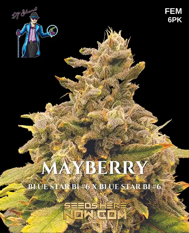 Mayberry Feminized Cannabis Seeds by DJ Short Seeds/Blue Star Seeds