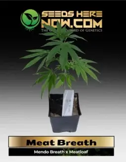 Meat Breath Clones from ACC, featuring indica(space)dominant genetics with earthy and citrus flavors