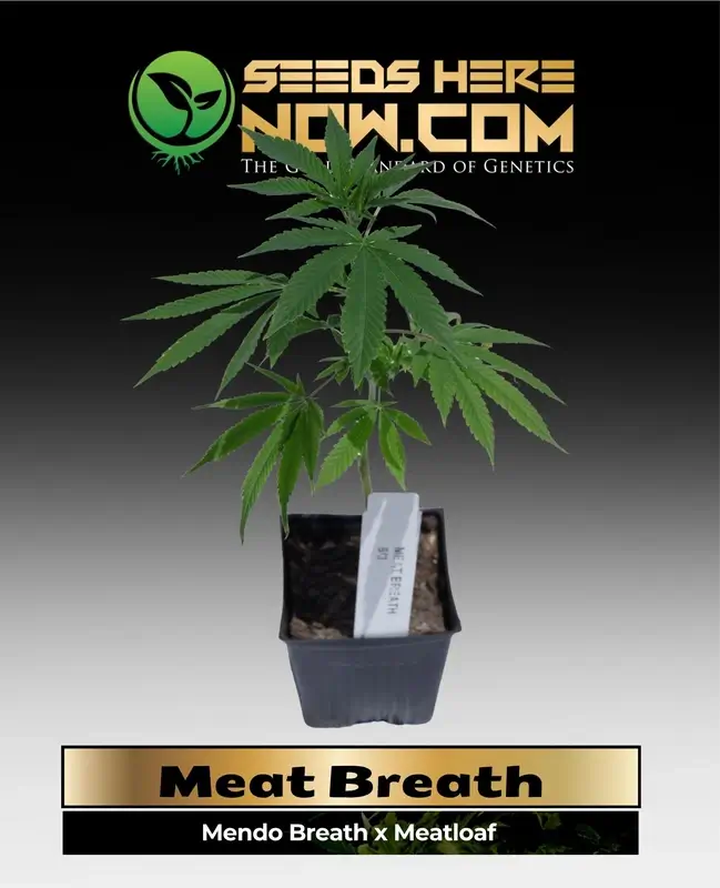 Meat Breath Clones from ACC, featuring indica-dominant genetics with earthy and citrus flavors