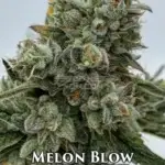 Melon Blow (Regular) - Envy Genetics