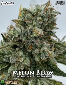 Melon Blow Regular Seeds from Envy Genetics featuring Melonade and BlowPops BX1