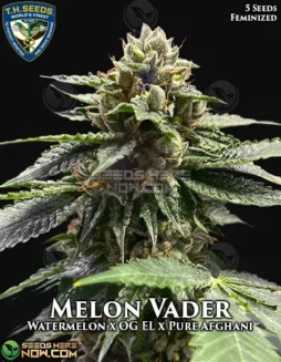 Melon Vader Feminized Seeds – Indica(space)dominant hybrid with sweet melon and citrus aroma