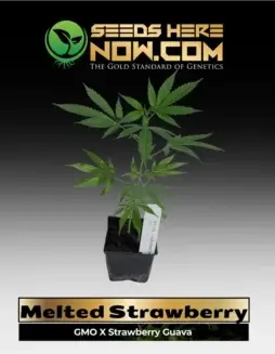 Melted Strawberry Cannabis Clones in Soil Pot