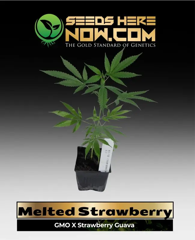 Melted Strawberry Cannabis Clones in Soil Pot