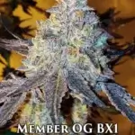 Member OG BX1 (Regular) - Ethos Genetics