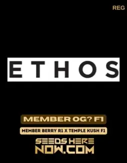 Member OG? Regular Seeds (space) THC 20(space)25% Indica Dominant Strain