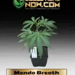 Mendo Breath Clones - ACC