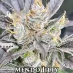 Mendo Jilly (Feminized) - Mz Jill Genetics