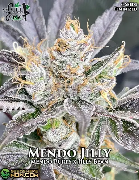 Pack of Mendo Jilly Feminized Seeds by Mz Jill Genetics