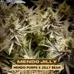 Mendo Jilly (Feminized) - Mz Jill Genetics