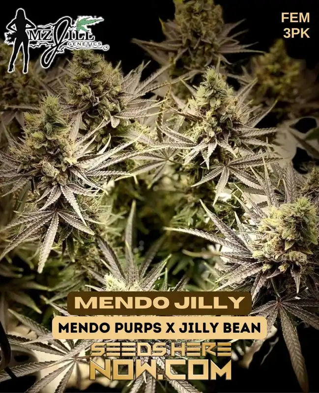 Pack of Mendo Jilly feminized seeds, a hybrid strain by Mz Jill Genetics featuring Mendo Purps and Jilly Bean lineage