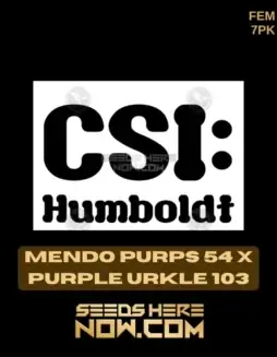 Close(space)up of Mendo Purps 54 x Purple Urkle 103 feminized cannabis seeds by CSI Humboldt
