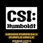 Mendo Purps 54 x Purple Urkle (Feminized) - CSI Humboldt
