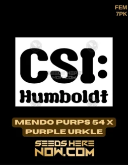 Pack of Mendo Purps 54 x Purple Urkle Feminized Seeds by CSI Humboldt