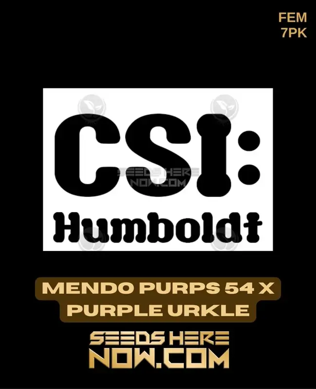 Pack of Mendo Purps 54 x Purple Urkle Feminized Seeds by CSI Humboldt