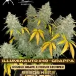 Mephisto Genetics - Illuminauto #49 - Grappa {AUTOFEM} 5