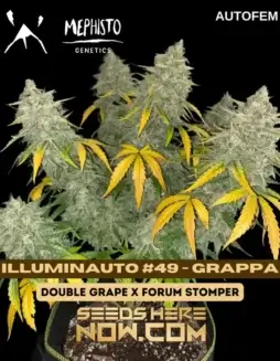 Mephisto Genetics Illuminauto #49 Grappa autoflower seeds, featuring Double Grape and Forum Stomper genetics