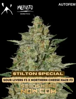 Pack of 3 Stilton Special autoflowering cannabis seeds by Mephisto Genetics featuring cheese aroma and quick growth cycle
