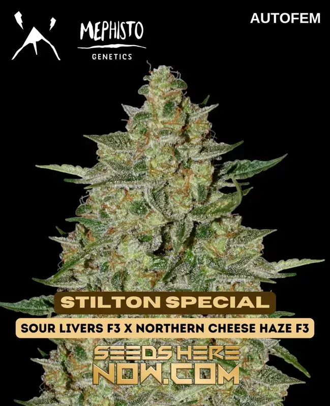 Pack of 3 Stilton Special autoflowering cannabis seeds by Mephisto Genetics featuring cheese aroma and quick growth cycle