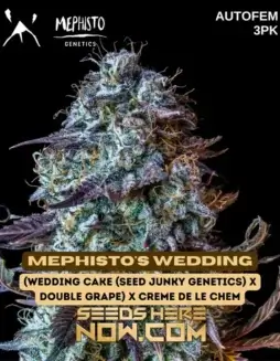 Mephisto's Wedding (space) Autoflower Cannabis Seeds by Mephisto Genetics featuring sweet, earthy, and citrus flavors