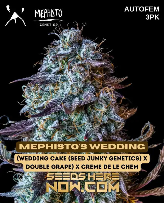 Mephisto's Wedding - Autoflower Cannabis Seeds by Mephisto Genetics featuring sweet, earthy, and citrus flavors