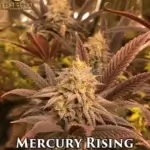 Mercury Rising (Regular) - Best Coast Genetics