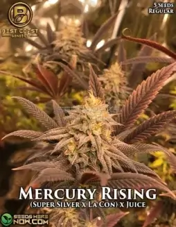 Close(space)up of Mercury Rising regular cannabis seeds by Best Coast Genetics