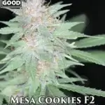 Mesa Cookie F2 (Regular) - Weed Should Taste Good