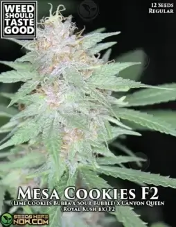 Mesa Cookie F2 cannabis seeds (space) Hybrid strain with 20(space)25% THC