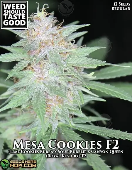 Mesa Cookie F2 cannabis seeds - Hybrid strain with 20-25% THC