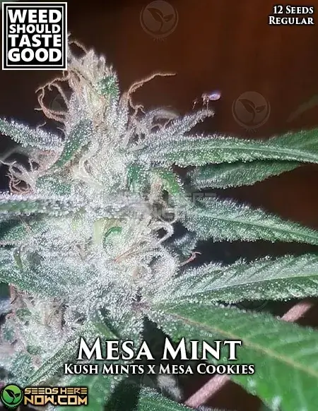Mesa Mint cannabis seeds, a hybrid strain by Weed Should Taste Good with hints of mint, pine, earth, and citrus.