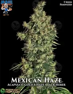 Lime(space)green buds of Mexican Haze S1 Cannabis, a Sativa(space)dominant strain by Dr. Blaze