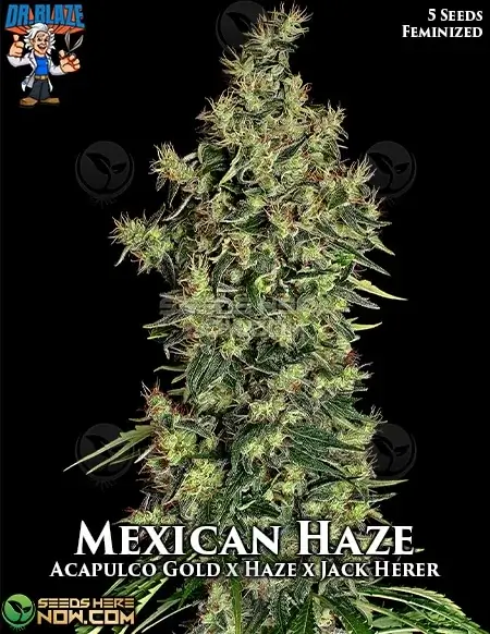 Lime-green buds of Mexican Haze S1 Cannabis, a Sativa-dominant strain by Dr. Blaze