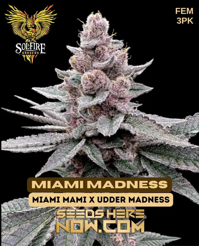 邦楽 DJ MARIJUANA a.k.a. febb YAKUBUTU SOUL 3 Order Miami Madness Feminized Seeds - Top-Shelf Genetics