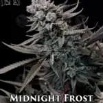 Midnight Frost (Regular) - Second Generation Genetics