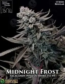 Midnight Frost Regular Seeds (space) Sativa Dominant, High THC, Berry and Citrus Flavors