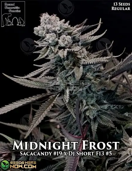 Midnight Frost Regular Seeds - Sativa Dominant, High THC, Berry and Citrus Flavors
